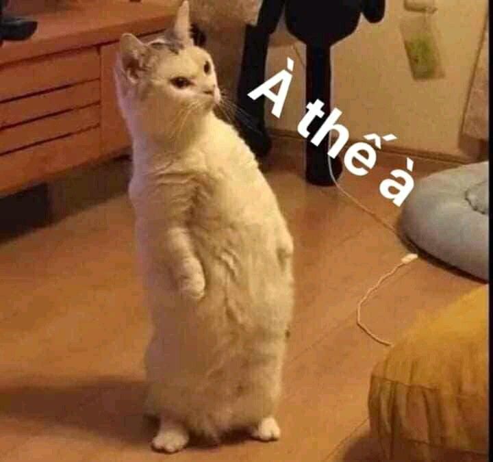 Meme mèo
