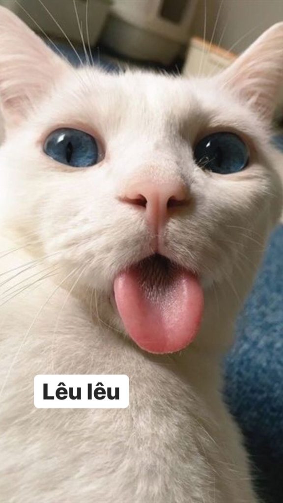 Meme mèo