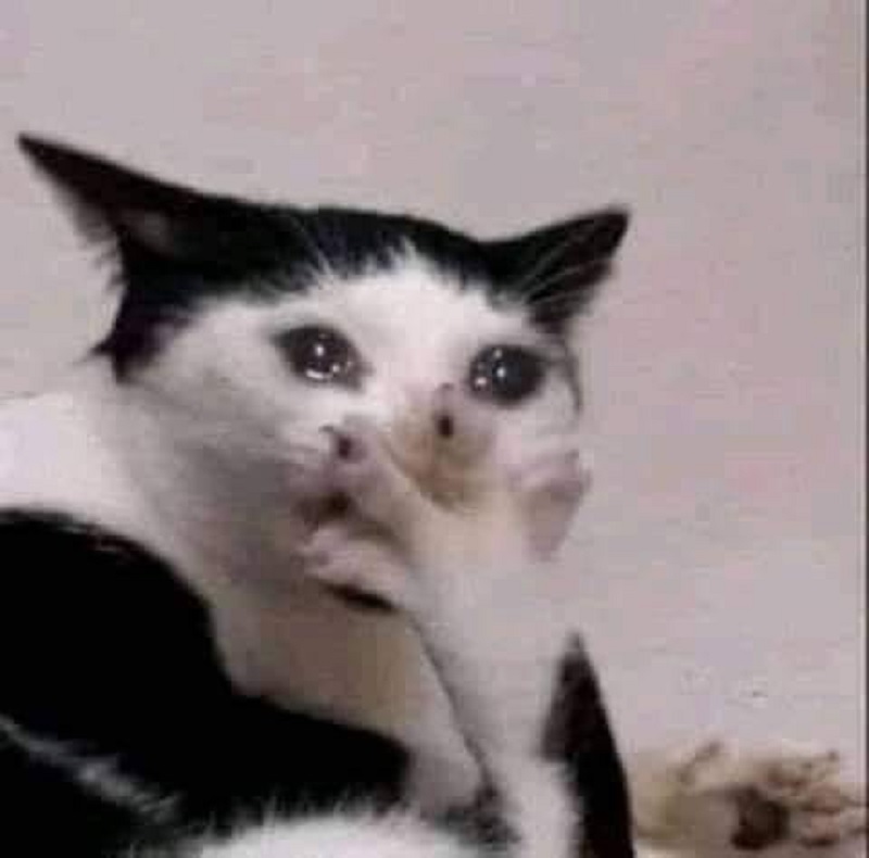 Cry cat meme