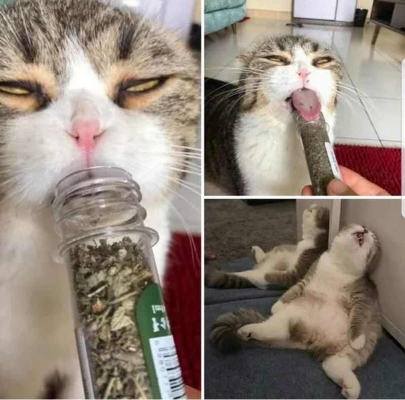 Meme mèo bựa