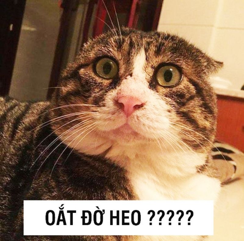 Meme mèo bựa