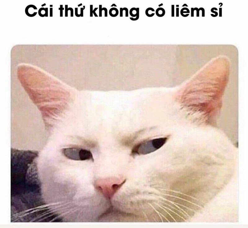 Meme mèo bựa