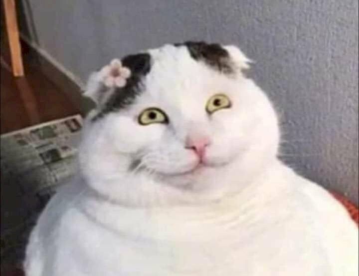 Meme mèo cười đểu 