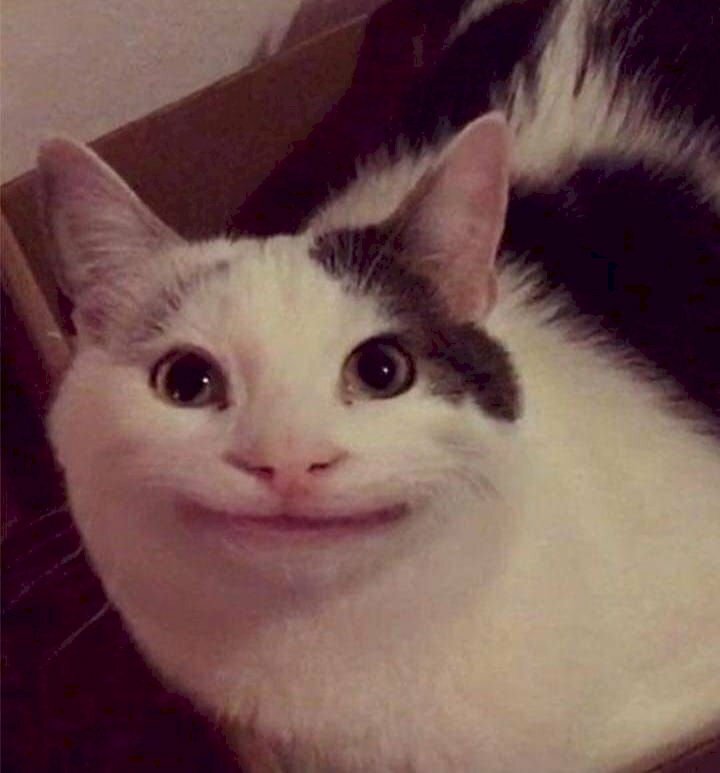 Meme mèo cười đểu 