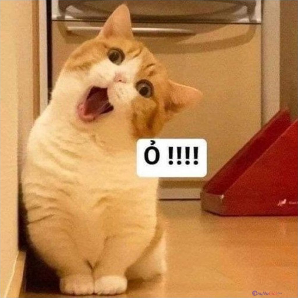 Meme mèo bựa