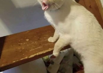 Meme mèo cute
