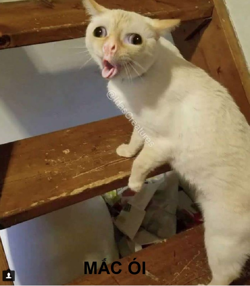 Meme mèo cute 