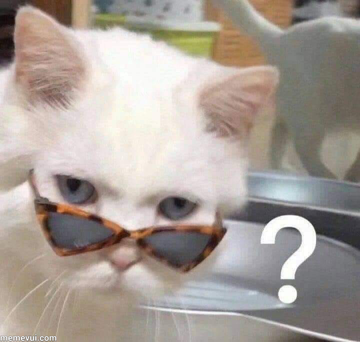 Meme mèo